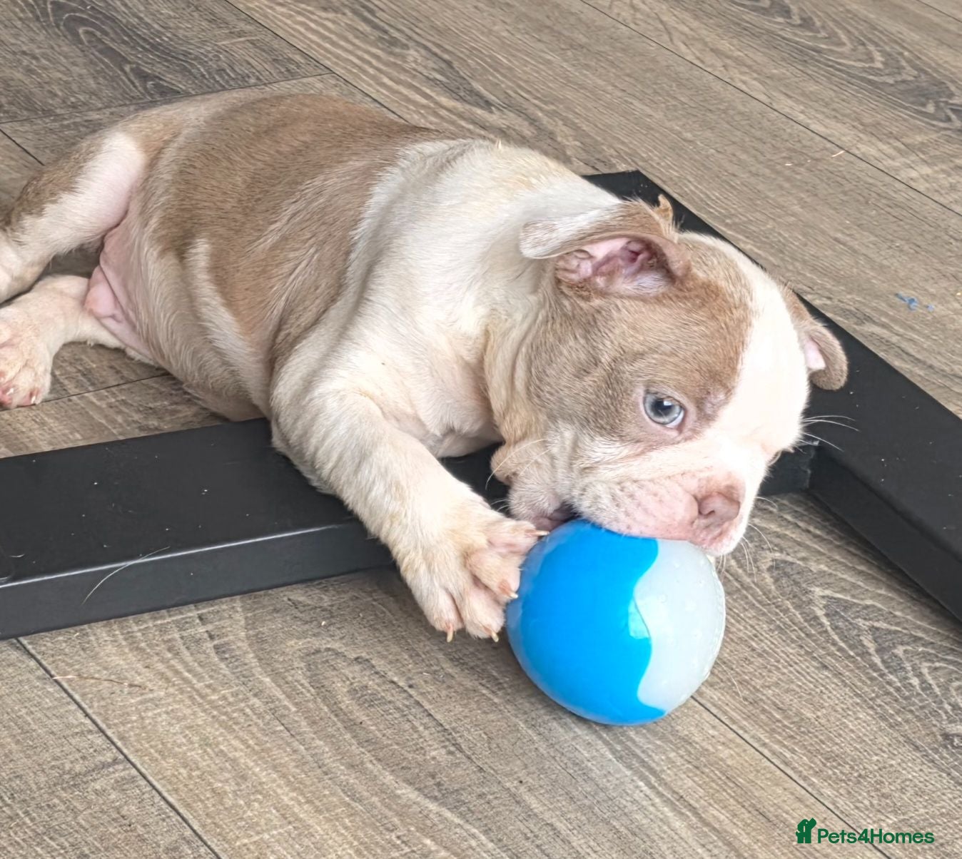Boston Terrier dogs Ready now Stunning KC Boston Terrier puppies - Advert 1
