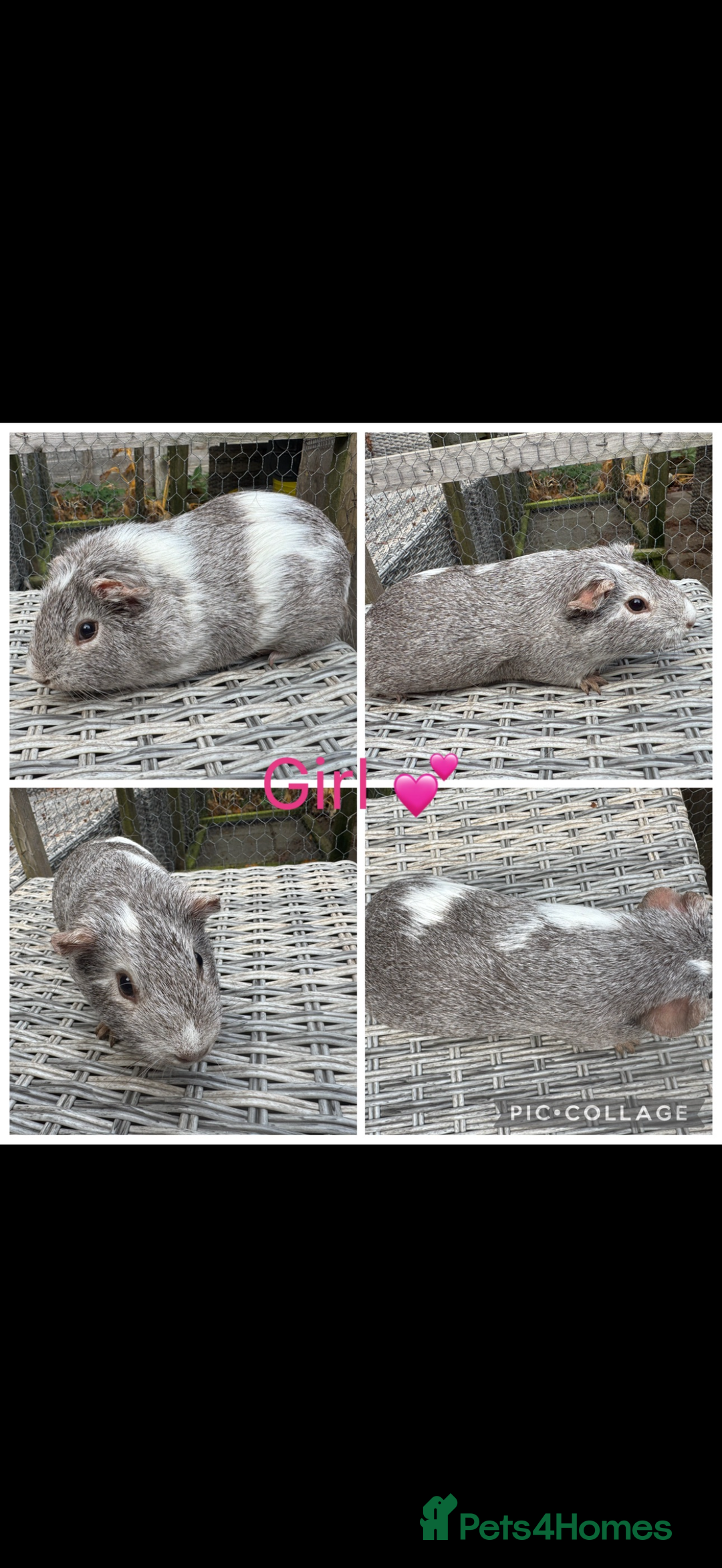 Guinea Pig rodents for sale: Male & Female Guinea pigs 👀 for new laps 🥰 - Advert 38
