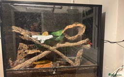 Gecko reptiles for sale: Breeding pair of Leachianus gecko’s with set up - Image 8