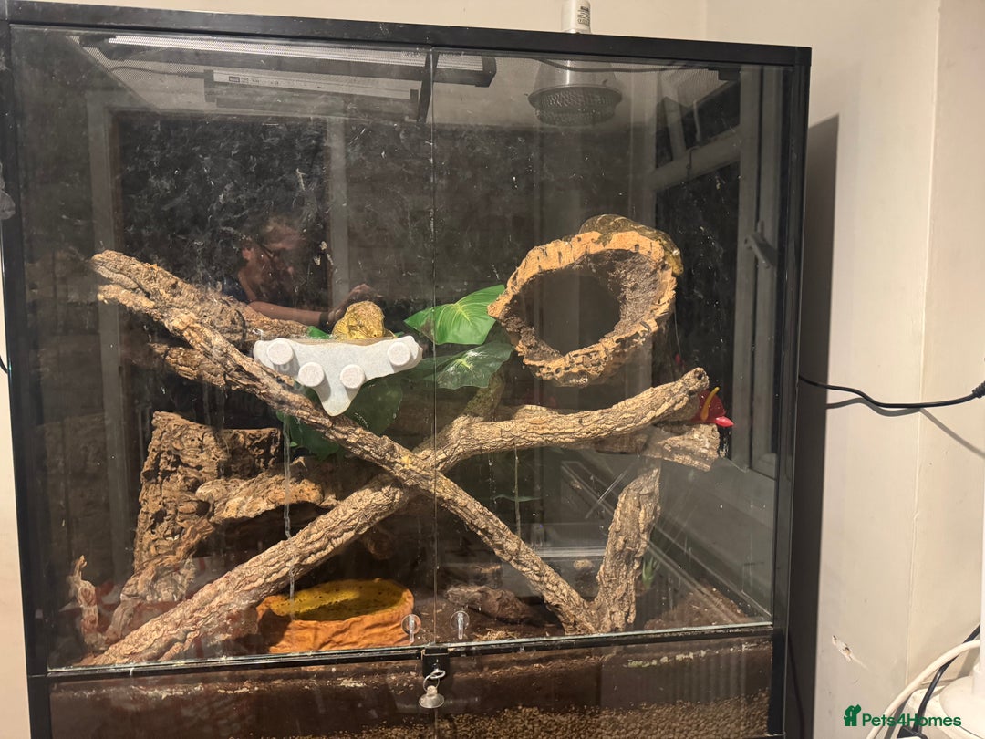 Gecko reptiles for sale: Breeding pair of Leachianus gecko’s with set up - Image 8