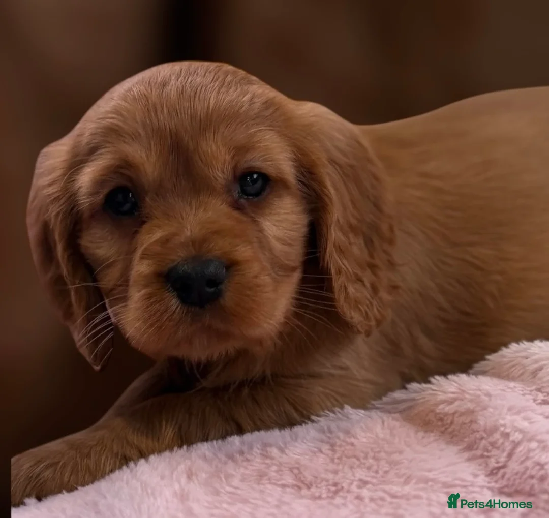 Cavapoo dogs for sale: F1 Cavapoo Puppy’s!  - Advert 9