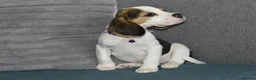 Beagle dogs for sale: Beautiful beagle puppies  - Advert 2
