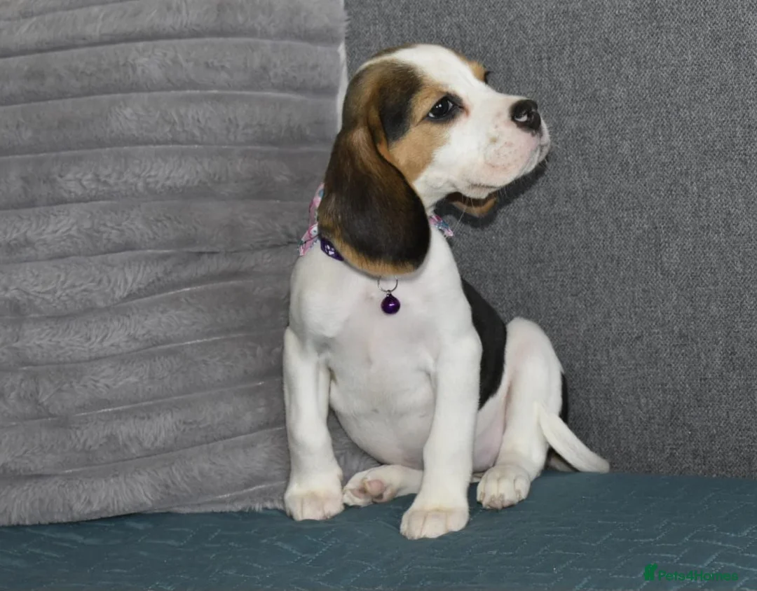 Beagle dogs for sale: Beautiful beagle puppies  - Advert 2