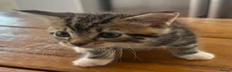 Maine Coon cats for sale: Maine Coon cross kittens for sale in Whitchurch - Advert 13