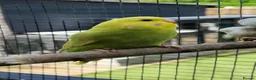 Budgerigars birds for sale: 3x 9 week old budgies ready now - Advert 13