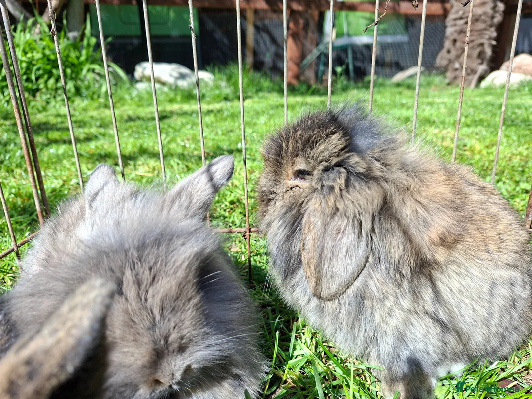 Mixed Breed rabbits for sale: Beautiful baby rabbits - Advert 2