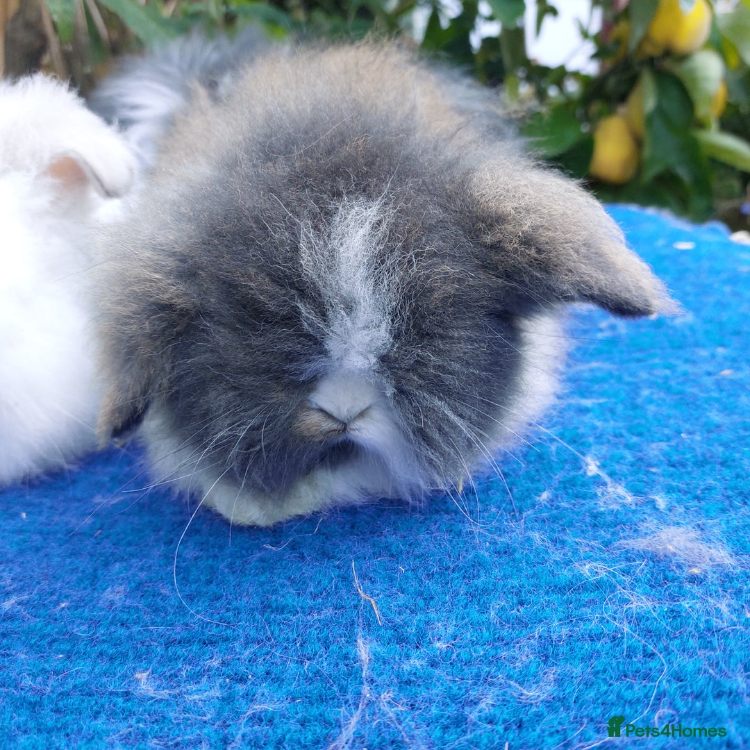 Angora rabbits for sale: TEDDYWIDDER BABIES  - Advert 9