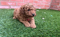 Toy Poodle dogs for sale: Adorable Deep Red Toy Poodle Puppies Available! 🐾 - Image 10