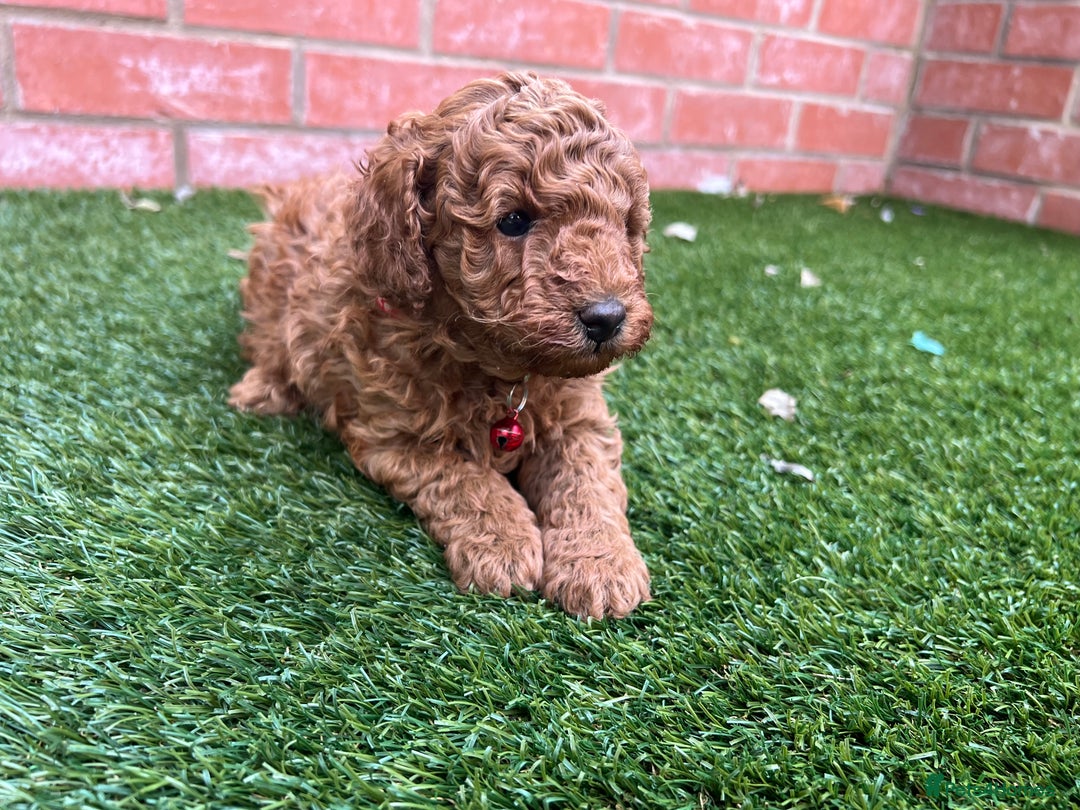 Toy Poodle dogs for sale: Adorable Deep Red Toy Poodle Puppies Available! 🐾 - Image 10