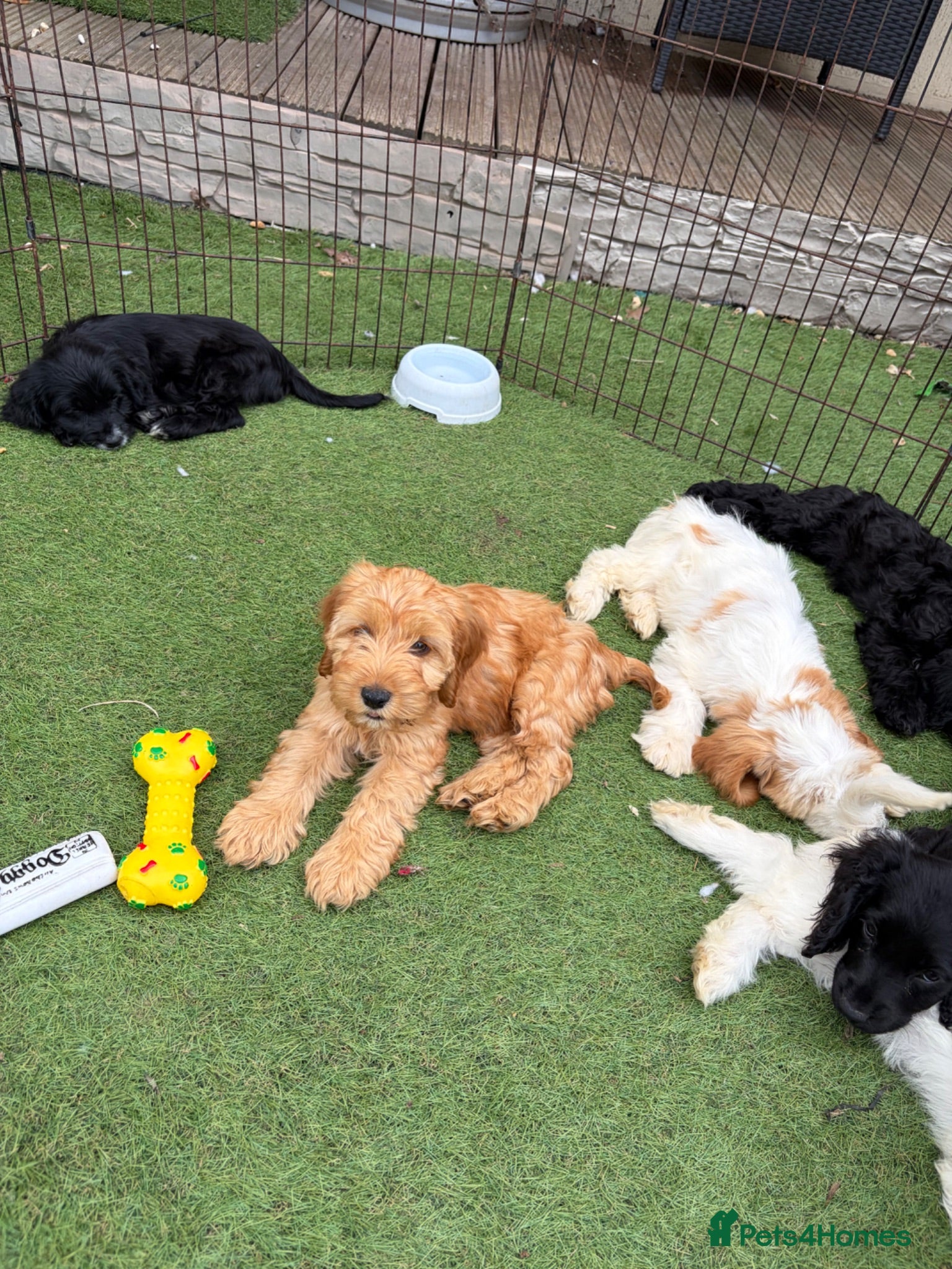 Cockapoo dogs 8 stunning cockapoo puppies ready now - Advert 18