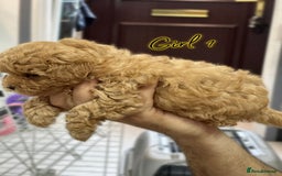 Shihpoo dogs for sale: 🐾 Toy Poodle x Shihpoo Puppies for Sale - Image 3