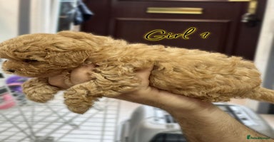Shihpoo dogs - Advert 6