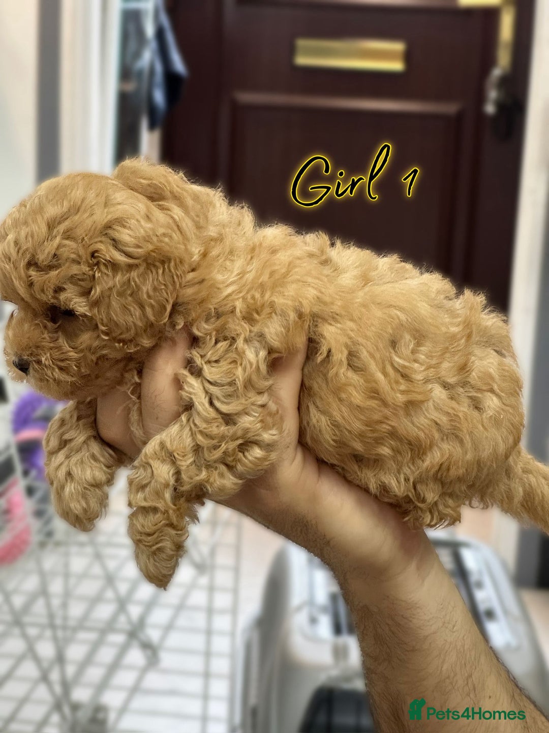 Shihpoo dogs for sale: 🐾 Toy Poodle x Shihpoo Puppies for Sale - Image 3