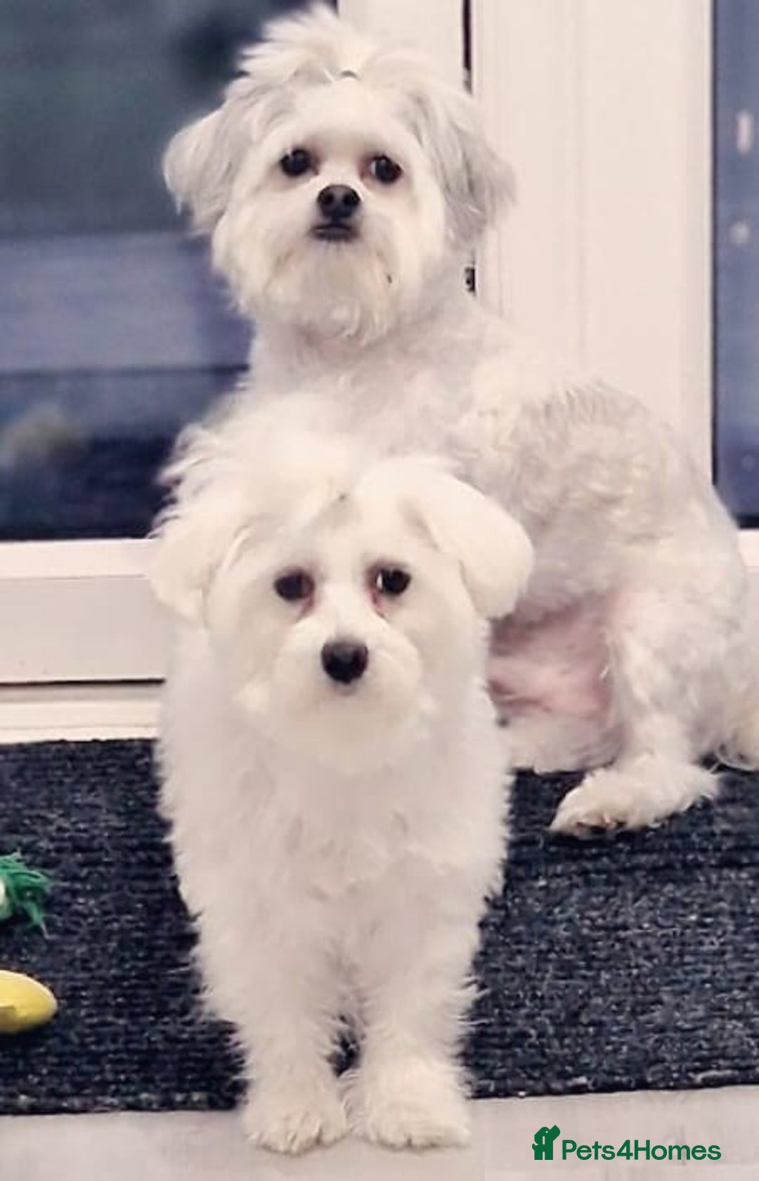 Mixed Breed dogs for sale: Adorable Female Puppy Looking for a Loving Home - Image 5