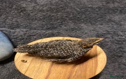 Quail poultry for sale: Beautiful coturnix, CPQ and bobwhite quails - Image 7