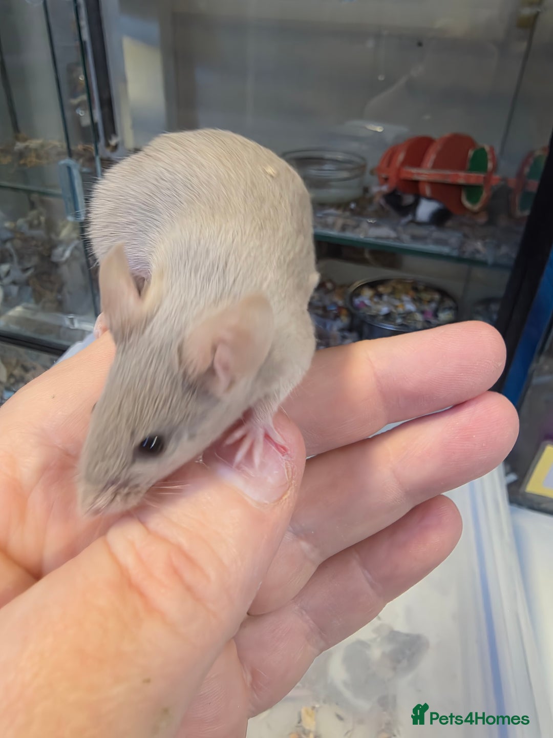 Mouse rodents for sale: Mice, males and females  - Advert 17