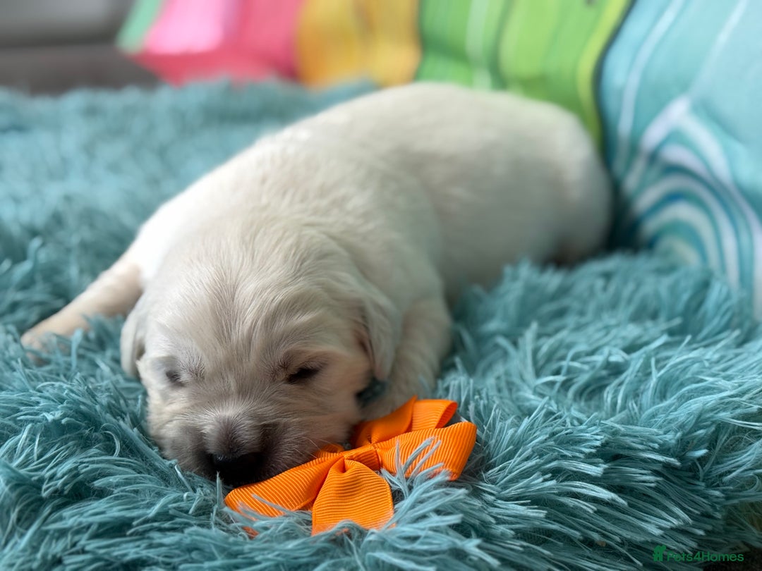 Golden Retriever dogs for sale: Beautiful KC reg DNA clear puppies available  - Advert 7