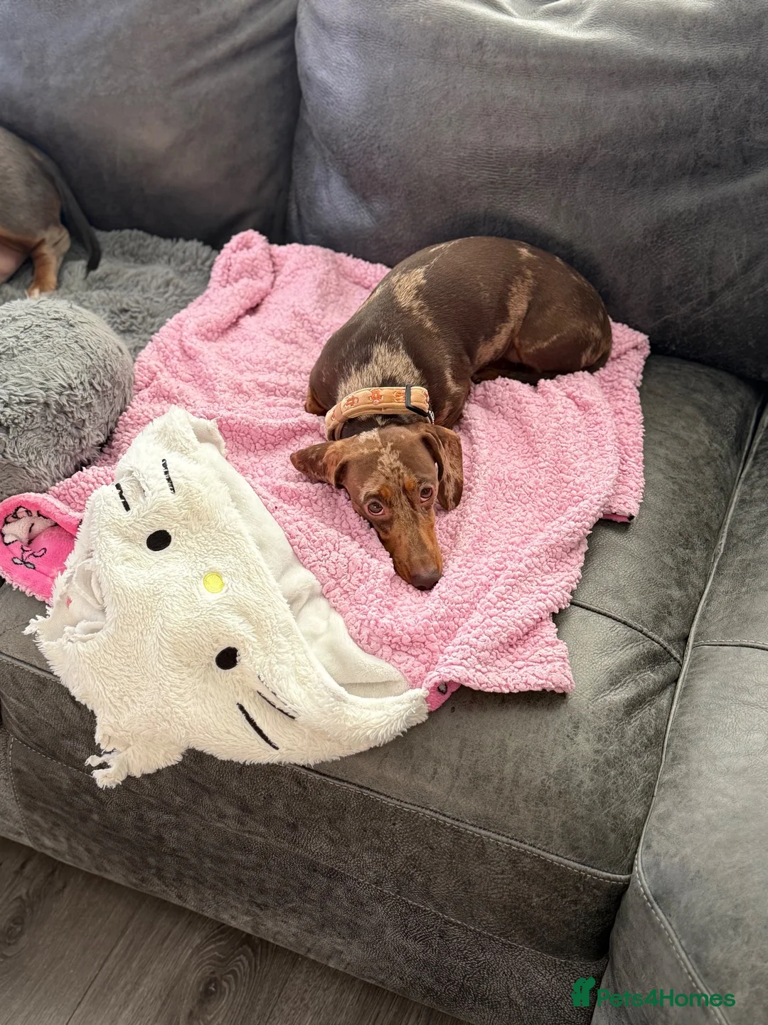 Miniature Dachshund dogs for sale: Beautiful dapple 2yr old girl  in Sheerness - Advert 8