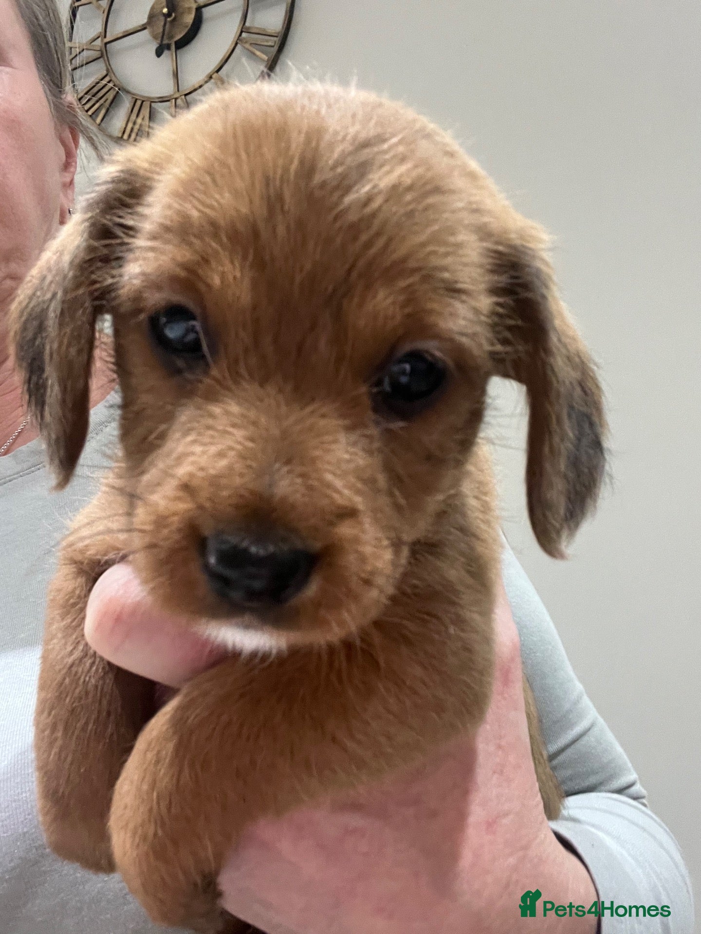 Doxiepoo dogs for sale: Doxiepoo puppies - Advert 1