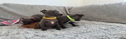 Italian Greyhound dogs for sale: KC registered blue Italian greyhounds for sale - Advert 28