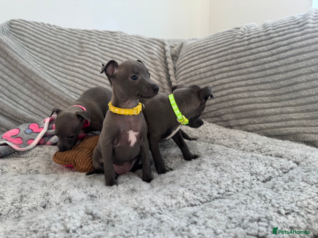 Italian Greyhound dogs for sale: KC registered blue Italian greyhounds for sale - Advert 28