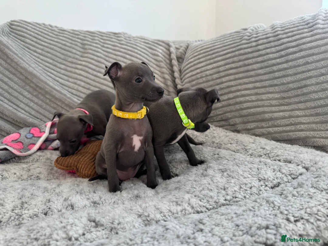 Italian Greyhound dogs for sale: KC registered blue Italian greyhounds for sale - Advert 28
