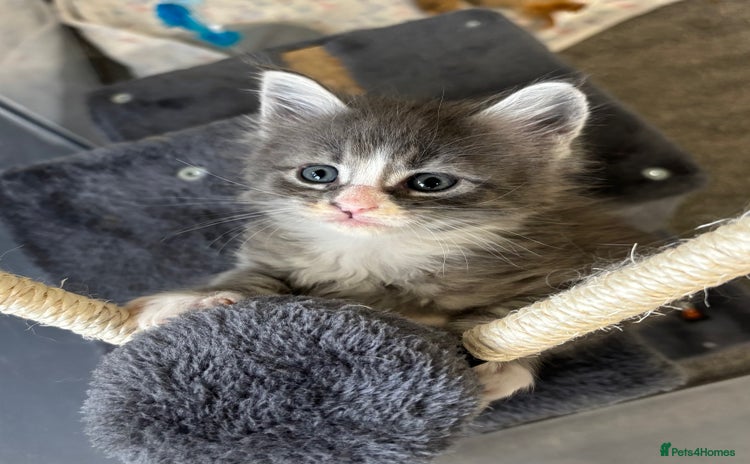 Maine Coon cats - Advert 9