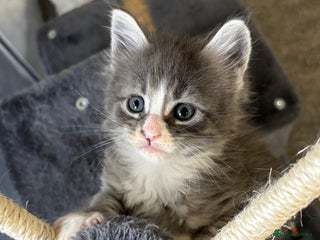 Maine Coon cats - Advert 19