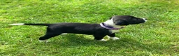 Cockerdor dogs for sale: Working Cockador Pups chocolate black white  - Advert 15