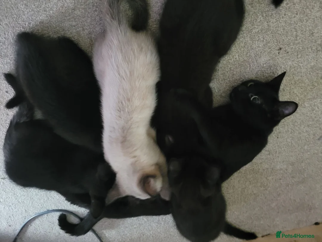 Mixed Breed cats for sale: Mixed Breed male and female kittens ready TBH  - Advert 14