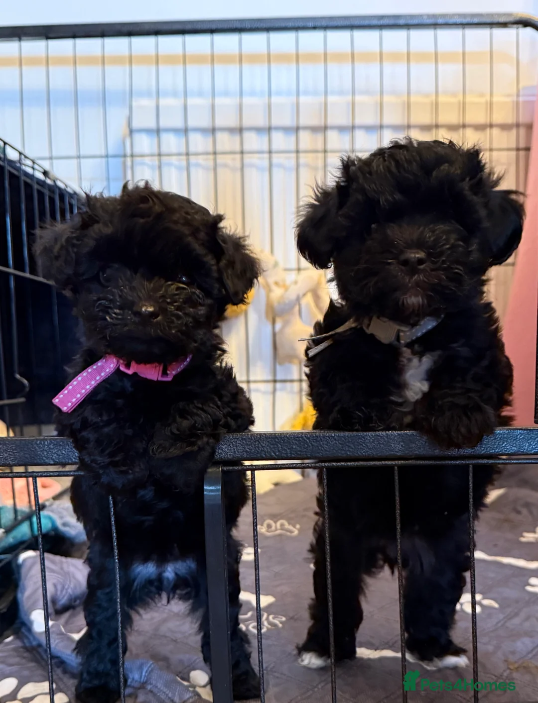 Schnoodle dogs for sale: F1 Toy Mega Coat Schnoodles - Advert 2