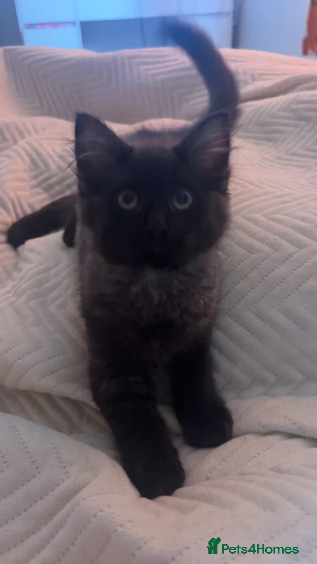 Mixed Breed cats for sale: Black and grey female ragdoll kitten for sale - Advert 2