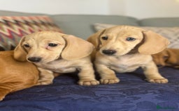Miniature Dachshund dogs for sale: 🐶 Miniature Smooth Haired Dachshunds. KC REG. 🐶  - Image 21