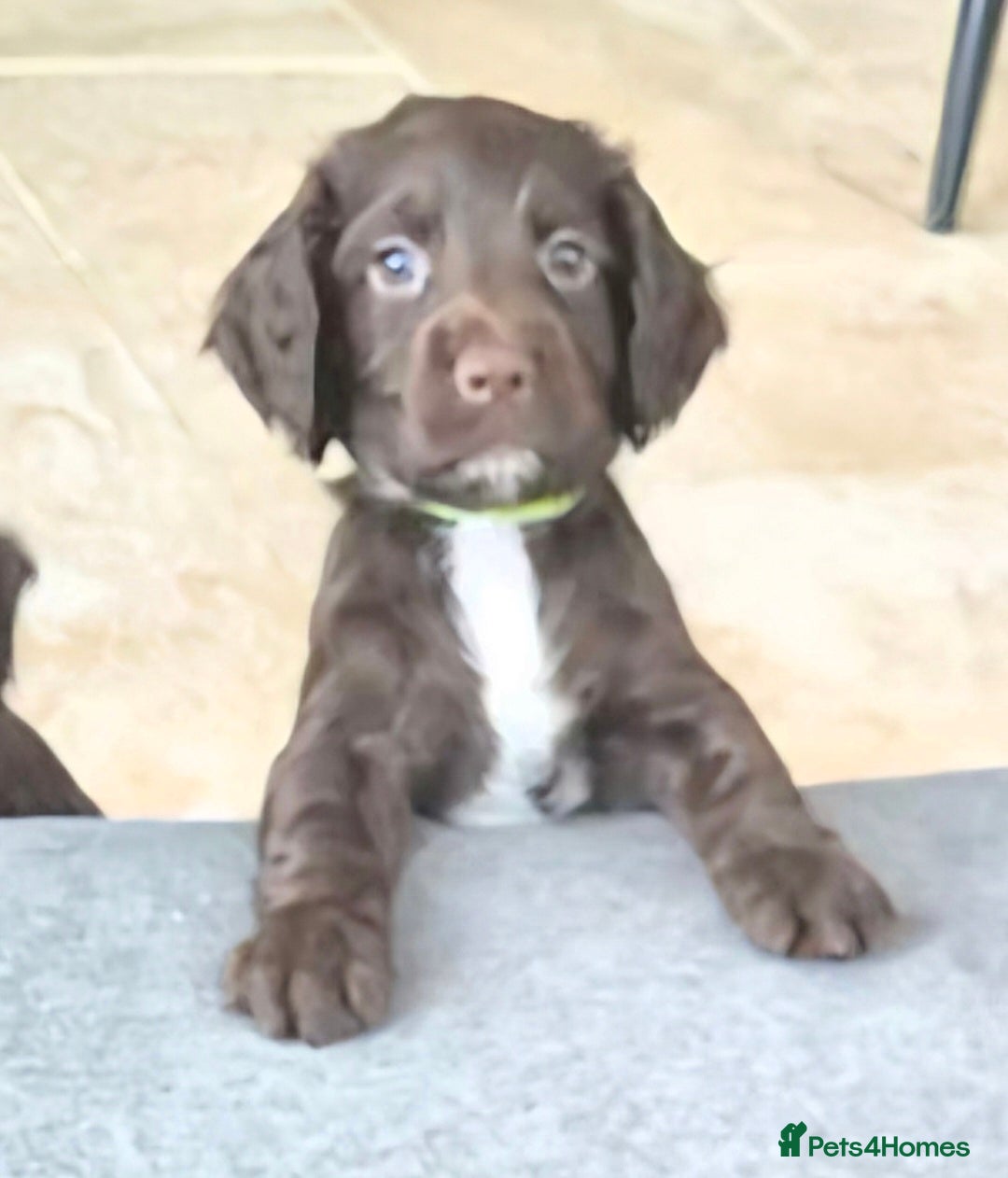 Sprocker dogs Working Sprocker Chocolate Puppies for sale - Advert 2