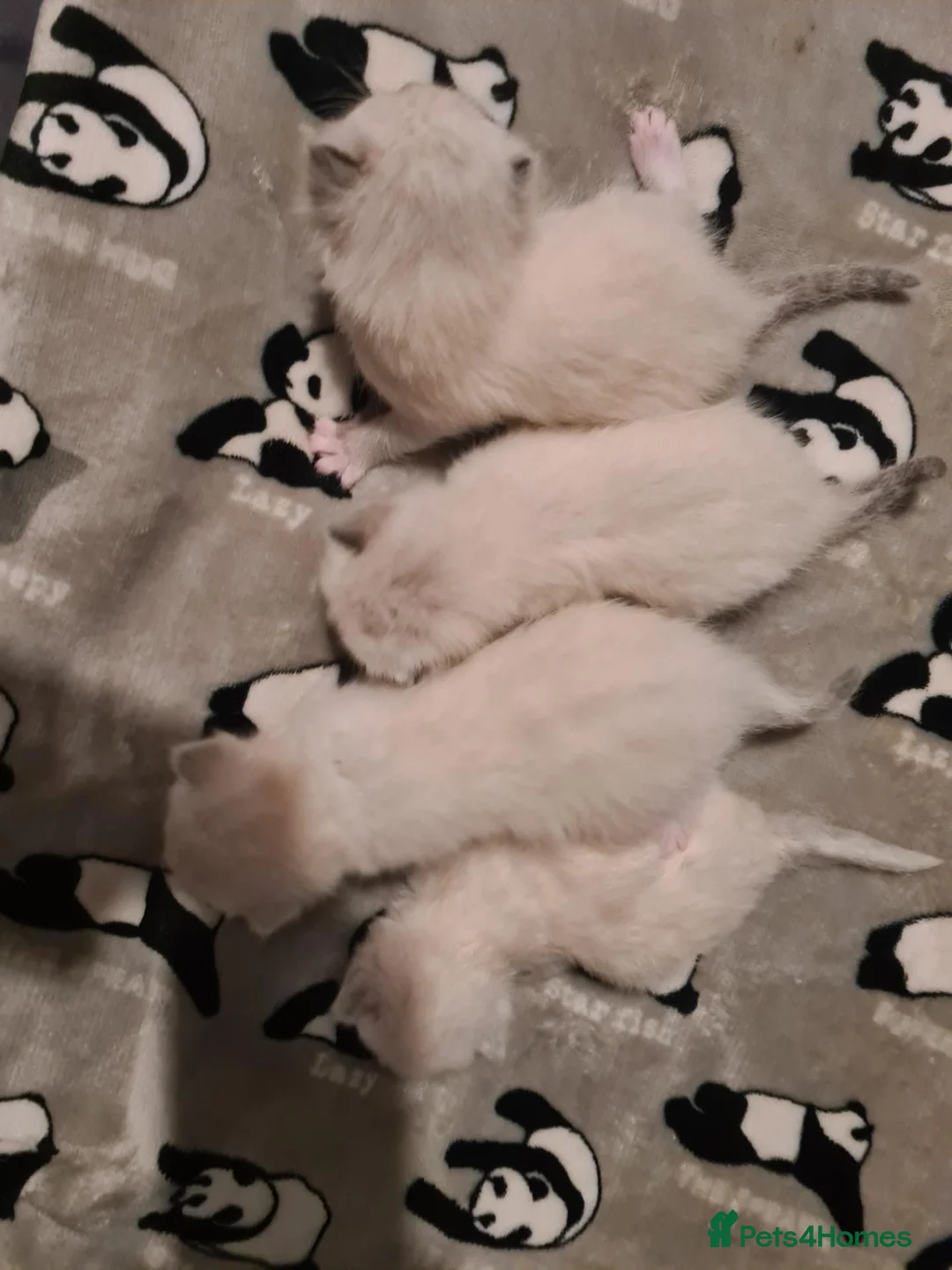 Ragdoll cats for sale: Ragdoll kittens  - Advert 8