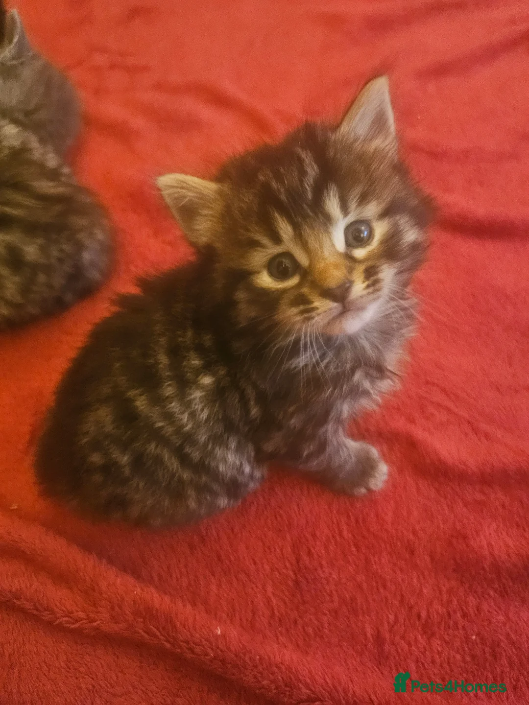 Mixed Breed cats for sale: Elven Bengal Mixes - Advert 38