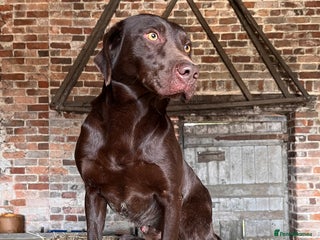 Labrador Retriever dogs in Daventry - Advert 33