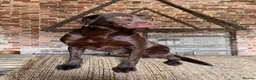Labrador Retriever dogs for stud: Proven Fully Health Tested Working Chocolate Lab in Daventry - Advert 1