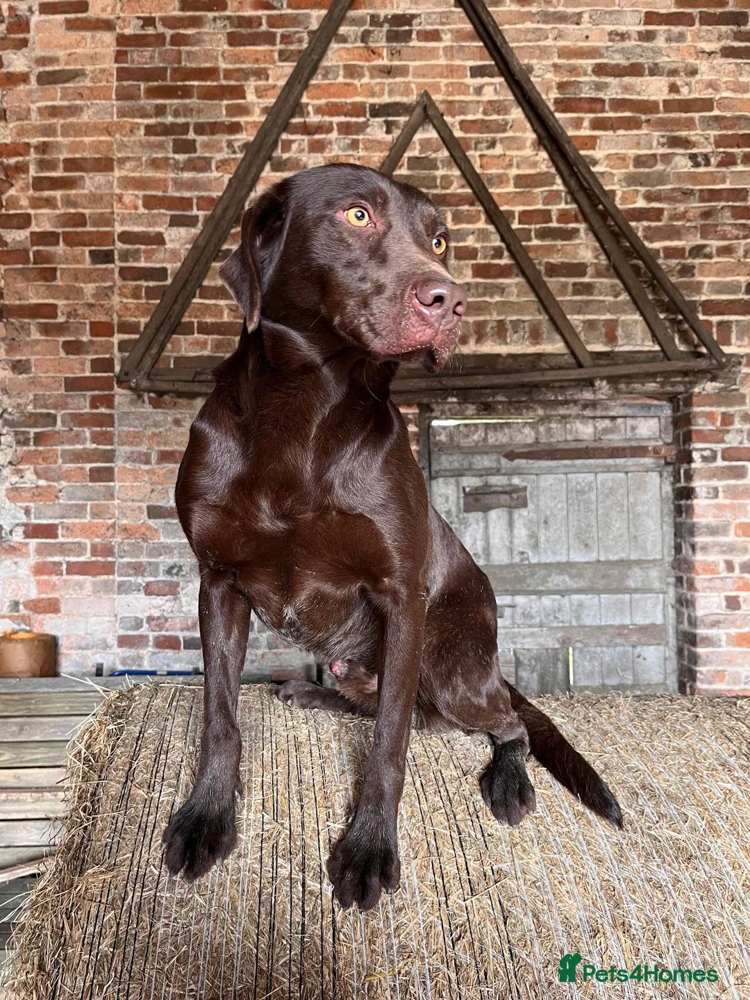 Labrador Retriever dogs for stud: Proven Fully Health Tested Working Chocolate Lab in Daventry - Advert 1