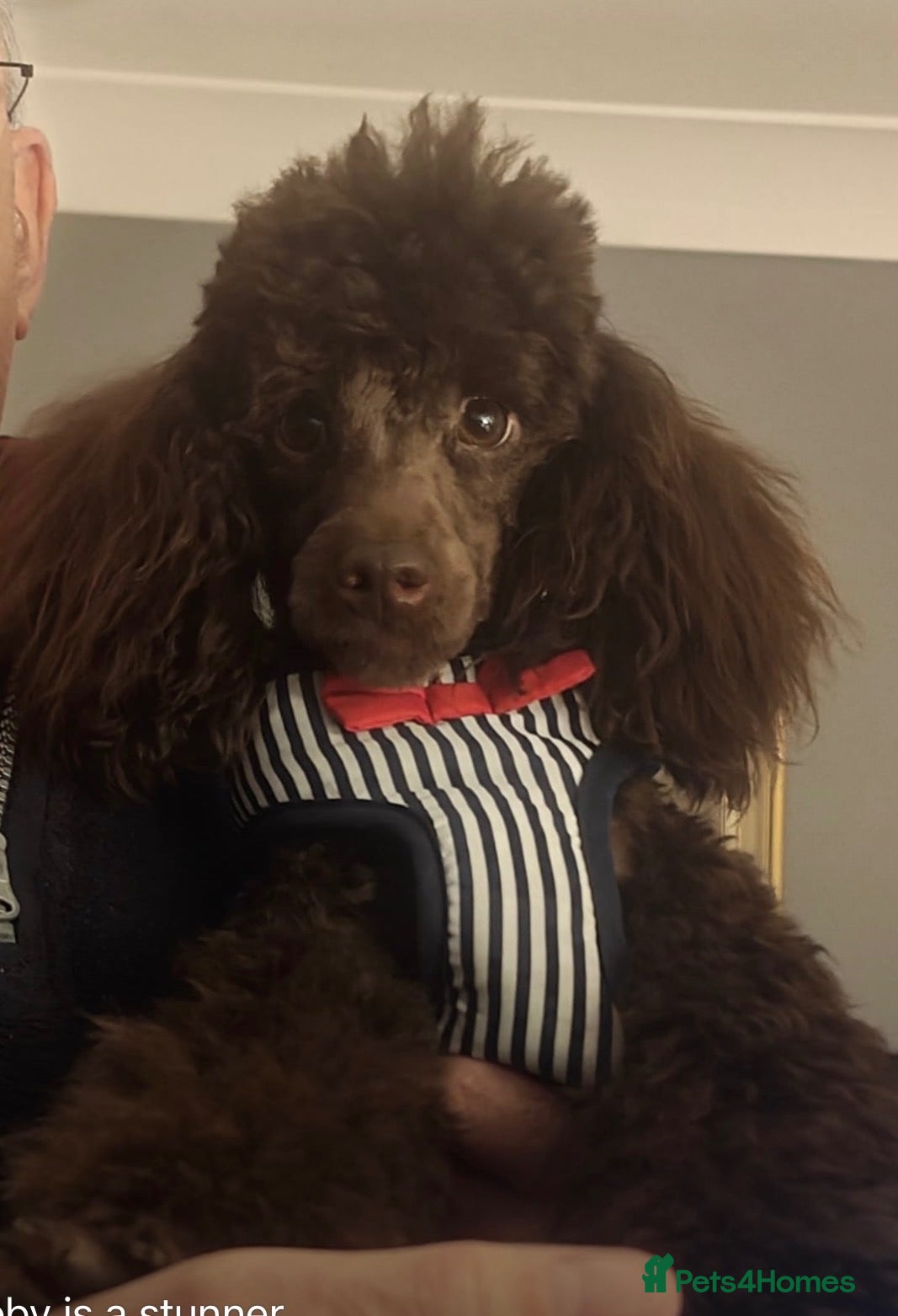 Goldendoodle dogs for sale: Golden Doodle F1b - Advert 2