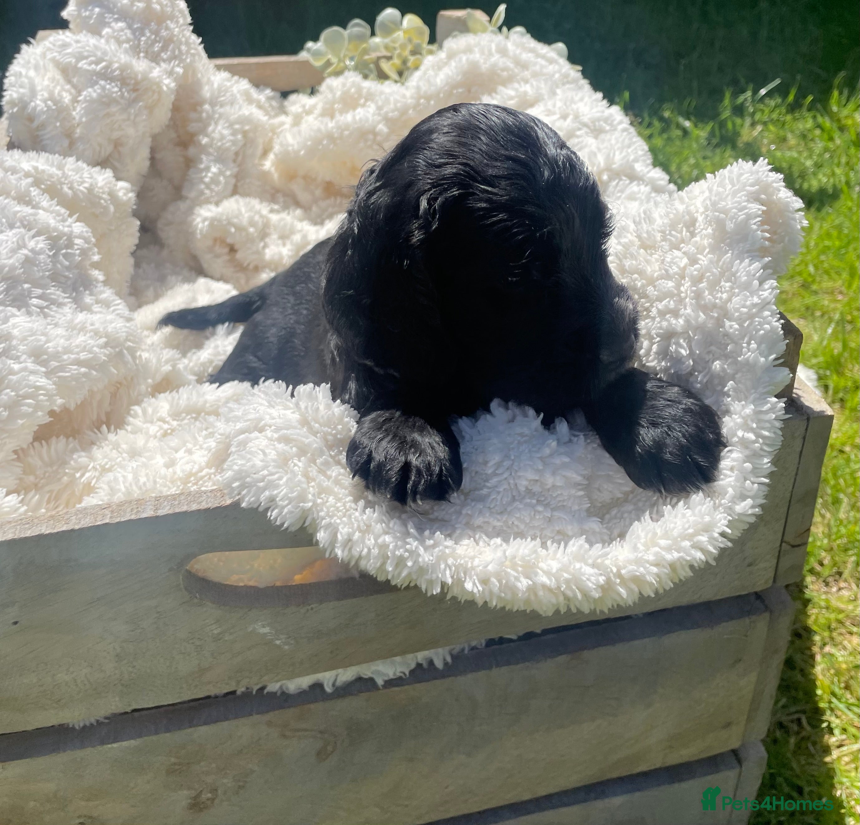 Cockapoo dogs for sale: Stunning F1b Cockapoo puppies - Advert 8