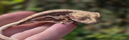 Gecko reptiles for sale: Various crested geckos - Advert 4