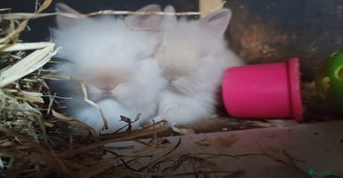 Lionhead rabbits in Barnsley - Advert 11