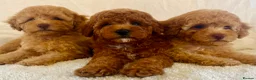 Toy Poodle dogs for sale: Toy poodle puppies  in Wakefield - Advert 27