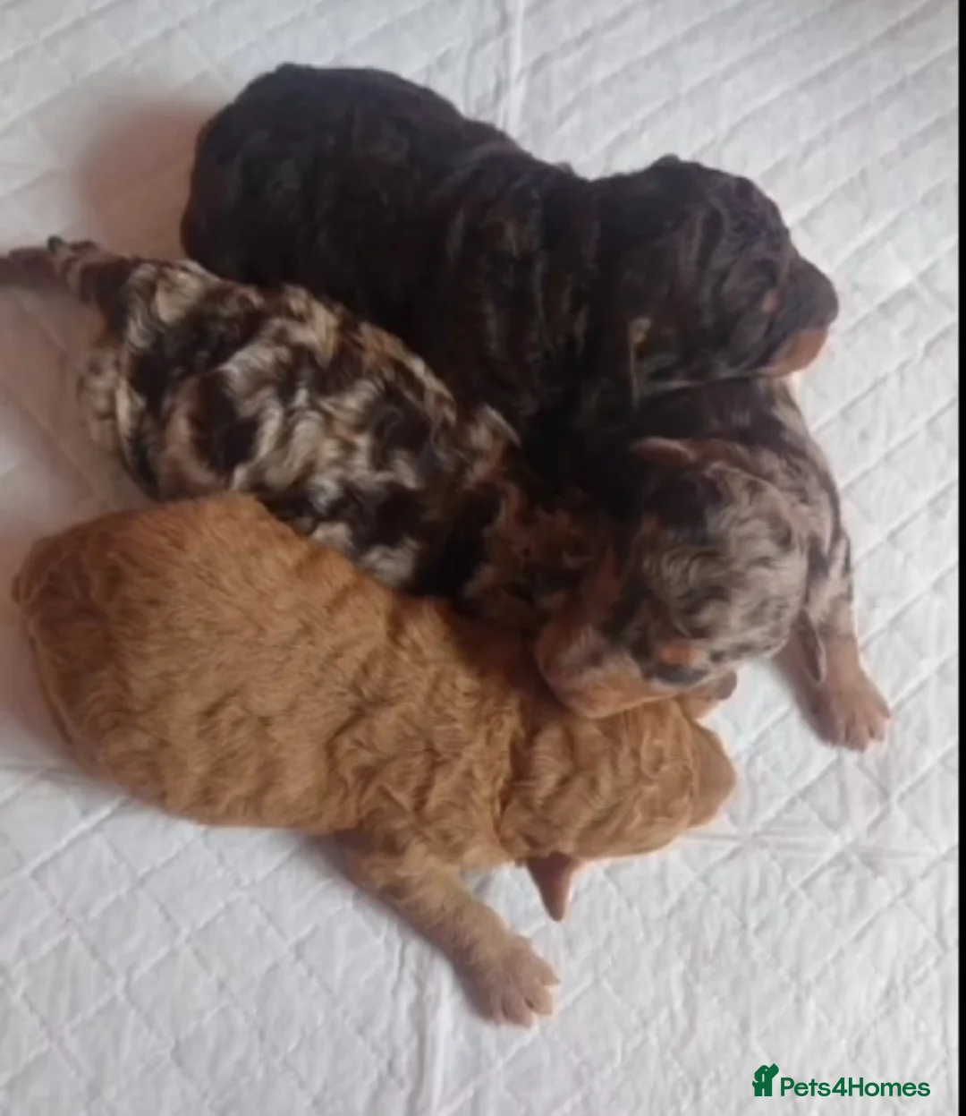Miniature Poodle dogs for stud: 💥FOR STUD💥 CHOC MERLE PHANTOM MIN POODLE in Doncaster - Advert 26