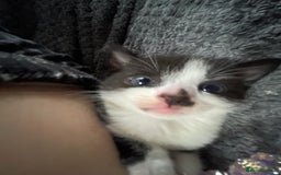European cats for sale: Lovely kittens  - Image 2