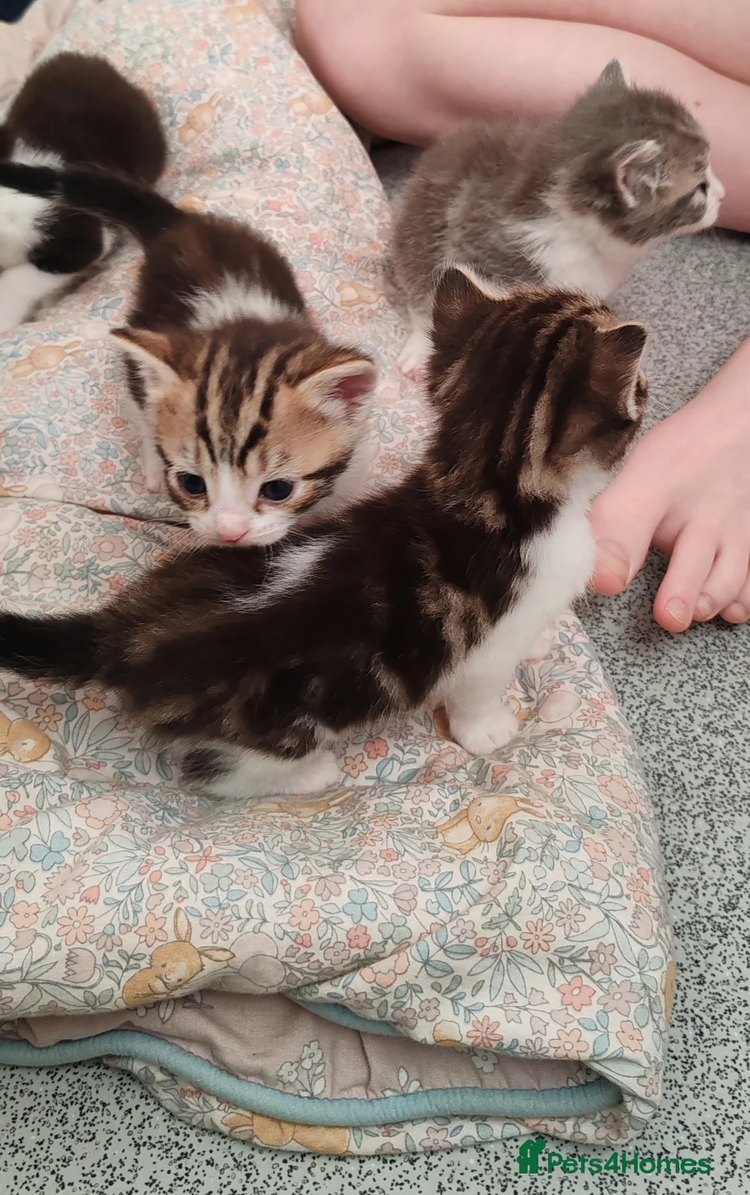 Mixed Breed cats for sale: 2 boys and 2 girl kittens  - Advert 2