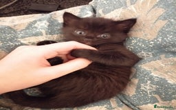 Mixed Breed cats for sale: Beautiful Bombay/Maine-Coone Kitten!  - Image 3