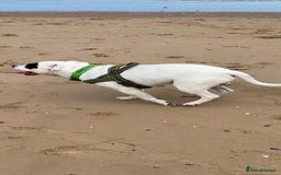 Staffordshire Bull Terrier dogs for stud: White Male Staffy for Stud (Free) - Image 7