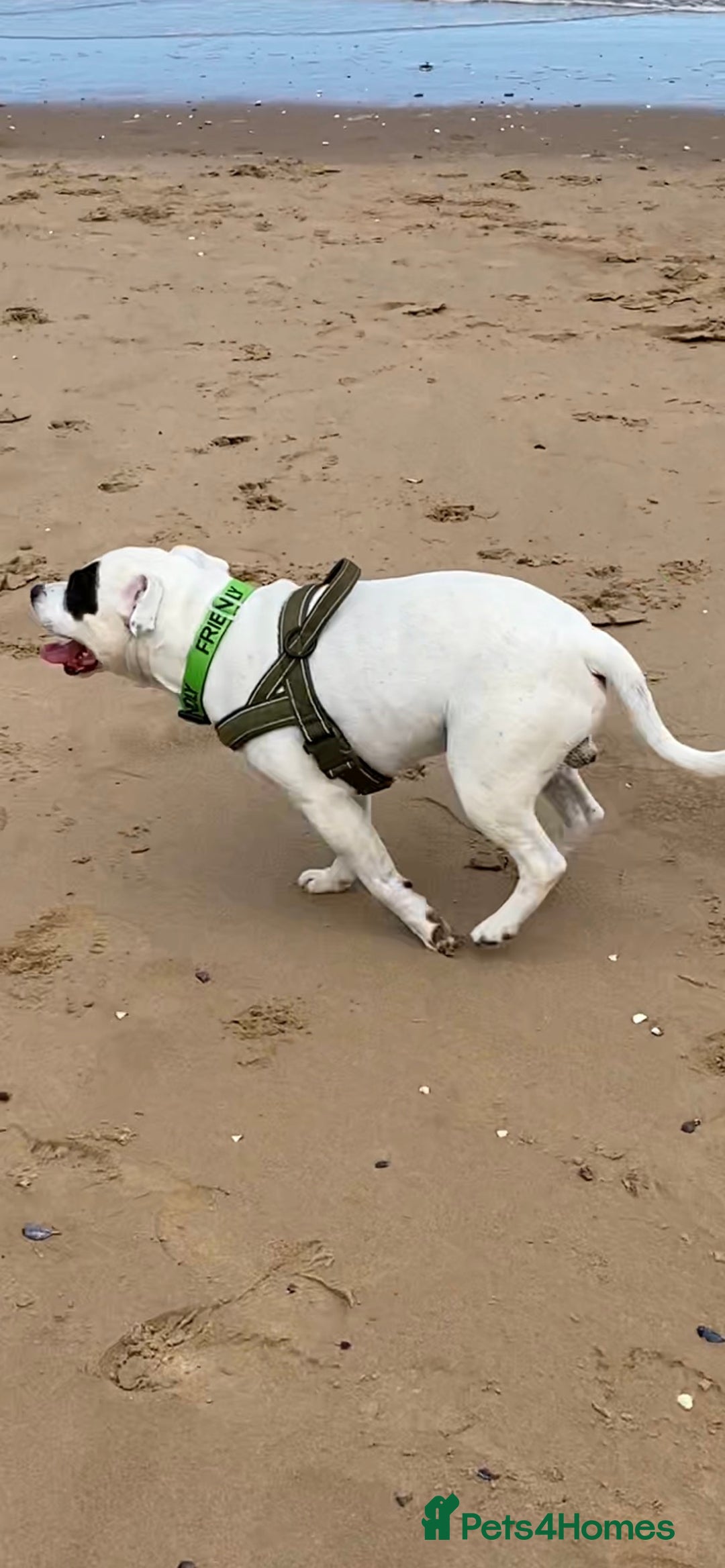 Staffordshire Bull Terrier dogs for stud: White Male Staffy for Stud (Free) - Image 7